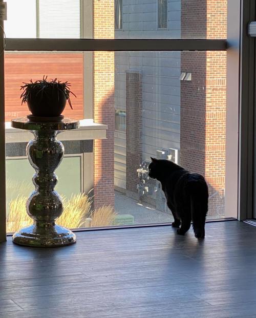 A black cat stands by a large window, looking outside at a modern building and a potted plant on a shiny table.