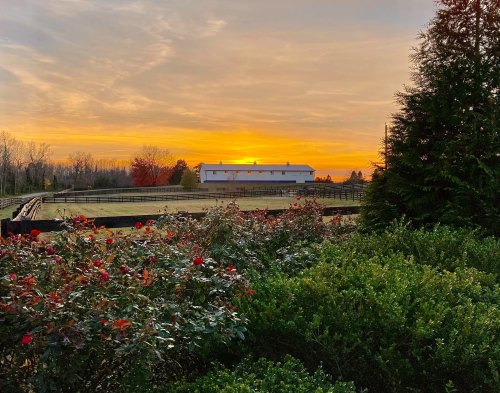 A serene sunset over a field, with a barn in the distance and blooming flowers in the foreground.