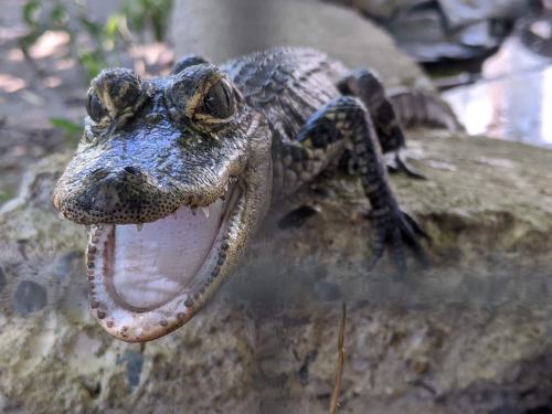 A close-up of a crocodile with its mouth open, resting on a rock in a natural setting.