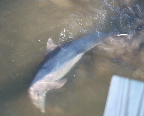 A dolphin swimming in murky water, partially submerged, with sunlight reflecting on the surface.
