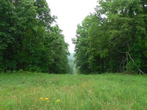 A lush green forest with a grassy path leading into the distance, surrounded by trees under a cloudy sky.