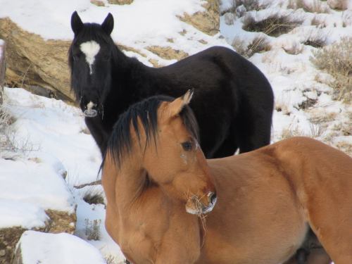 Two horses in a snowy landscape: one brown with a mane, the other black with a white mark on its forehead.
