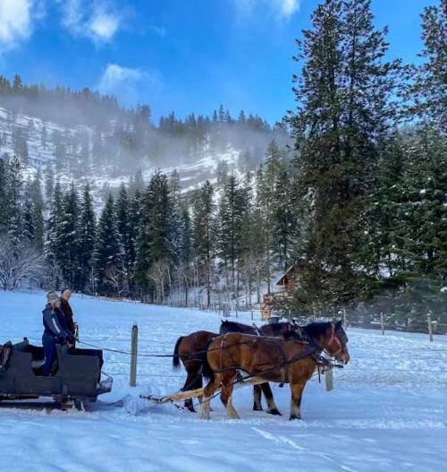 Two horses pull a sled through a snowy landscape, with a person guiding them and trees in the background.