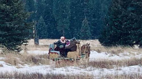 A horse-drawn sleigh carries passengers through a snowy landscape, surrounded by tall evergreen trees.