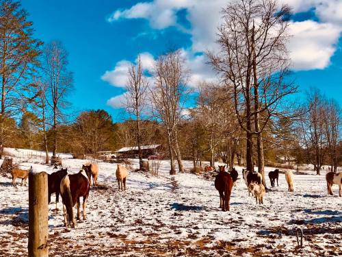 A herd of cows stands in a snowy field under a bright blue sky with scattered clouds and bare trees in the background.