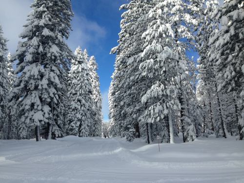 A snowy forest path lined with tall, snow-covered pine trees under a clear blue sky.