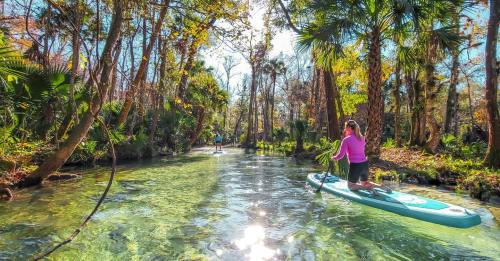 A person kneels on a paddleboard in a clear, sunlit waterway surrounded by lush trees and greenery.