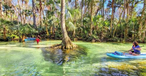 Two people paddleboarding in a lush, green tropical setting with clear water and palm trees.