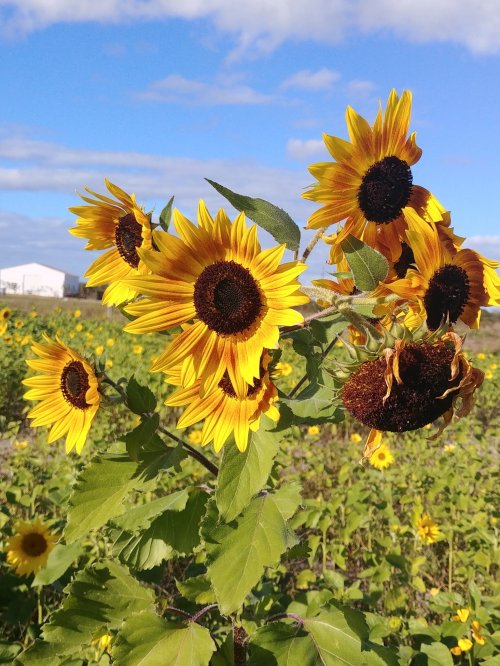 A cluster of vibrant sunflowers against a blue sky, with a field of sunflowers in the background.