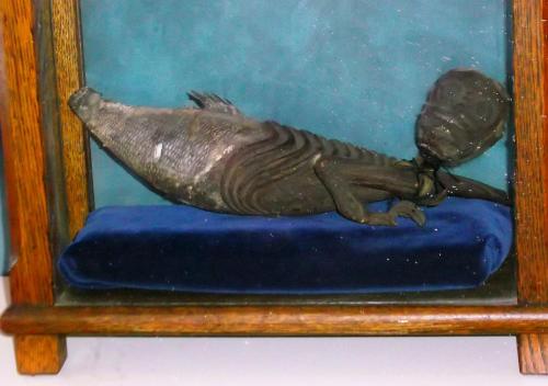 A preserved specimen of a marine creature displayed in a glass case, resting on a blue velvet cushion.
