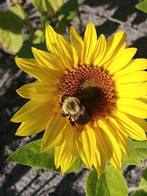 A close-up of a sunflower with a bee collecting pollen from its vibrant yellow petals.