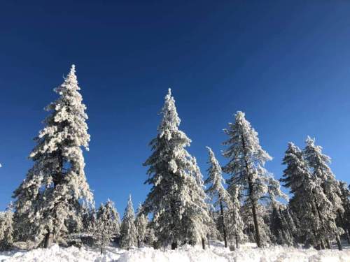 Snow-covered evergreen trees against a clear blue sky.