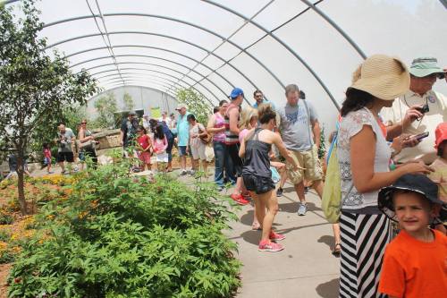 A crowded greenhouse with visitors exploring plants and flowers, enjoying a sunny day.