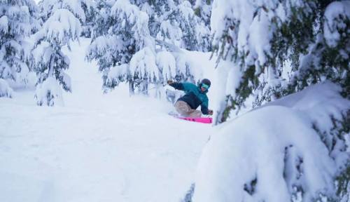 A snowboarder carves through fresh snow among snowy trees in a winter landscape.