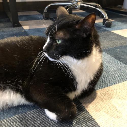 A black and white cat lounging on a blue checkered rug, looking to the side with green eyes.