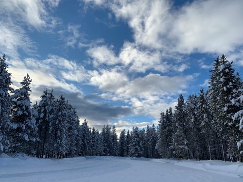 A snowy landscape with tall evergreen trees under a partly cloudy blue sky.