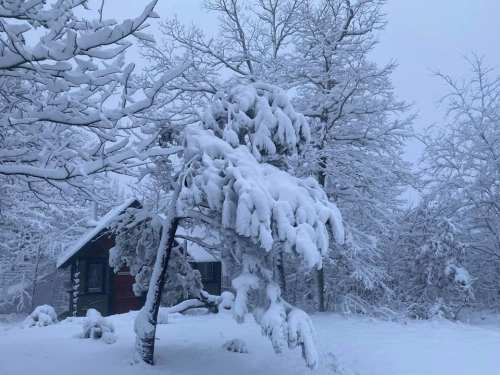 A snowy landscape featuring a small cabin surrounded by trees heavily laden with snow.