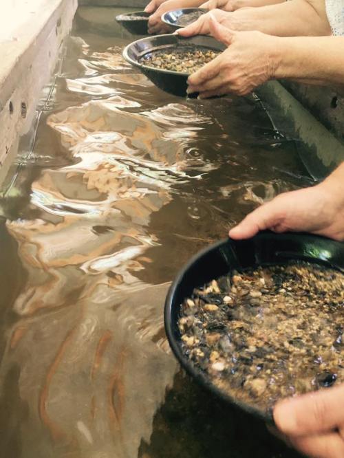 Hands holding black pans filled with gravel and water, panning for gems or minerals in a shallow stream.