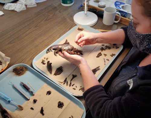 A person carefully examines and arranges fossilized remains on a work surface, using tools for preservation.