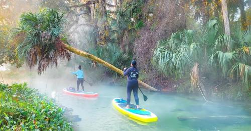 Two people paddleboarding in a misty, lush green river surrounded by palm trees.
