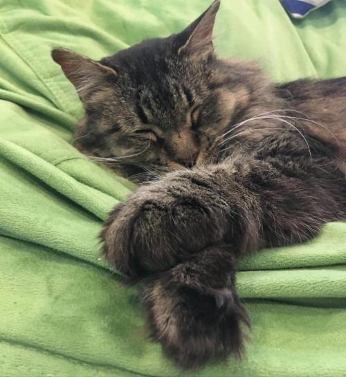 A fluffy cat peacefully sleeping on a green blanket, with its paws tucked under its chin.