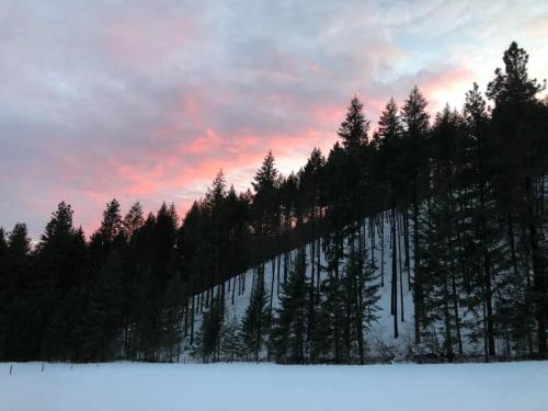 A snowy landscape with a forest of tall pine trees against a colorful sunset sky.