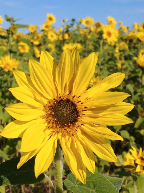 A close-up of a vibrant yellow sunflower in a field of sunflowers under a clear blue sky.