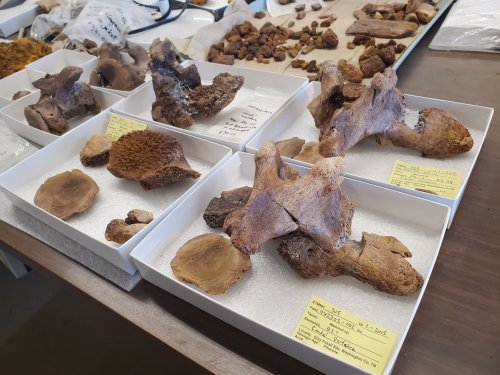 Fossil specimens displayed in boxes on a table, labeled with identification tags and surrounded by other fossils.