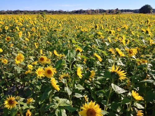 A vibrant field of sunflowers stretches under a clear blue sky, creating a sea of yellow blooms.