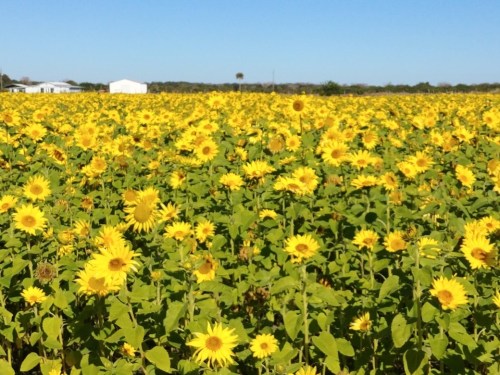 A vibrant field of sunflowers under a clear blue sky, stretching towards the horizon.