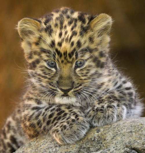 A close-up of a playful leopard cub with distinctive spots, resting on a rock.