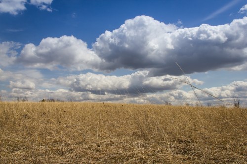 A vast field of dry grass under a blue sky filled with fluffy white clouds.