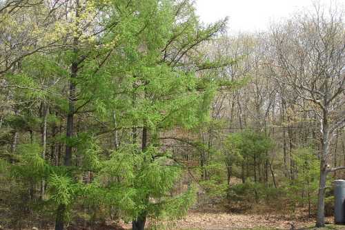 Lush green trees in a forest with some bare branches, indicating early spring or late winter.