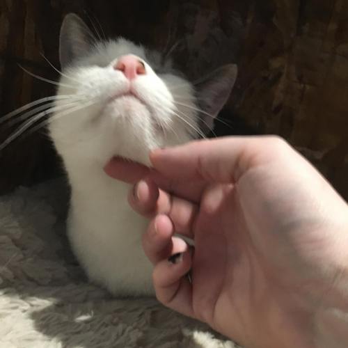 A hand gently scratches the chin of a white cat with gray markings, both looking content.