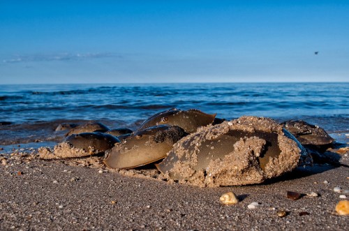 Horseshoe crabs resting on a sandy beach with the ocean in the background under a clear blue sky.