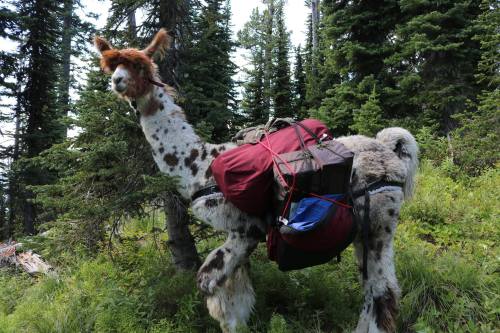 A llama with a colorful pack stands among green trees in a forested area.