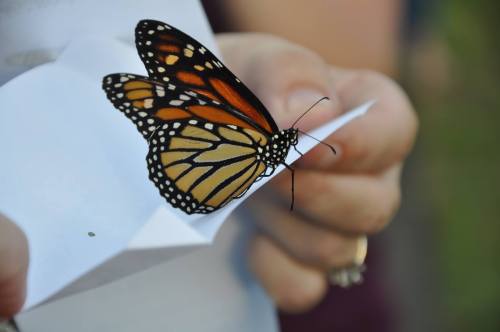 A close-up of a monarch butterfly perched on a white piece of paper held by a person's hand.