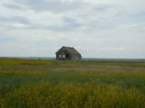 A weathered wooden house stands alone in a field of yellow wildflowers under a cloudy sky.
