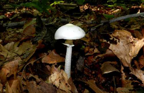 A white mushroom stands tall among fallen leaves in a forest setting.