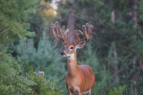 A deer with antlers stands among green foliage in a forest setting.
