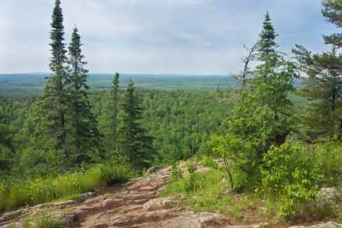 A scenic view of a lush green forest with tall trees and a rocky path leading to the horizon under a cloudy sky.