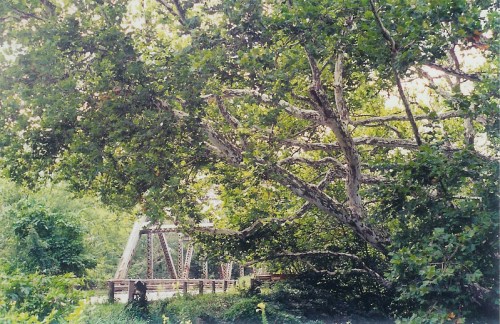 A large tree with green leaves partially obscures a rustic metal bridge in a lush, natural setting.