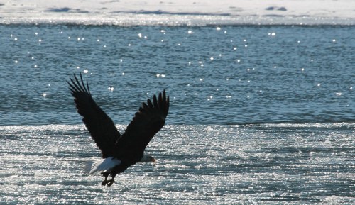 A bald eagle flies over a shimmering, icy body of water, wings spread wide against a sparkling backdrop.