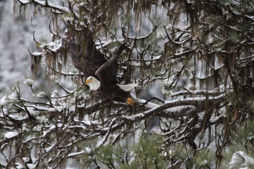 A bald eagle takes flight from a snow-covered tree branch, surrounded by pine needles and winter scenery.