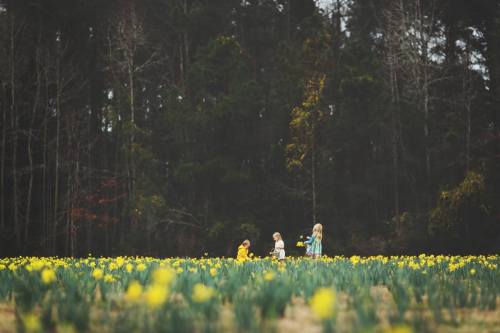 Three children walking through a field of yellow daffodils, surrounded by trees in the background.