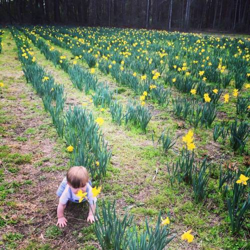 A toddler crawls through a field of blooming yellow daffodils, surrounded by green grass and trees in the background.