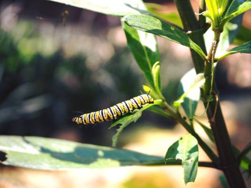 A yellow and black striped caterpillar resting on green leaves in a natural setting.