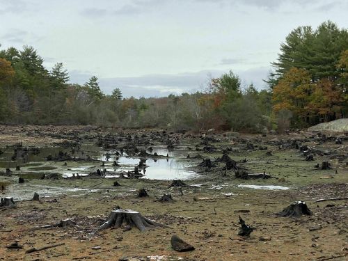 A desolate landscape with tree stumps in a muddy area, surrounded by sparse trees and a cloudy sky.