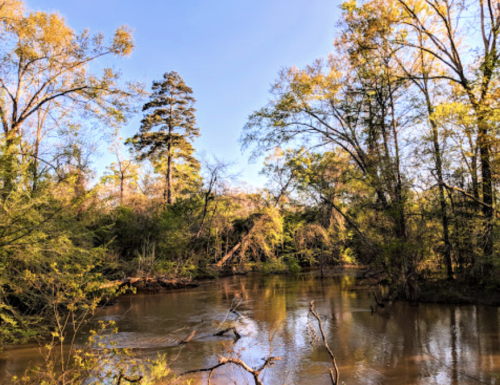 A serene river flows through a lush, green forest under a clear blue sky, with sunlight filtering through the trees.