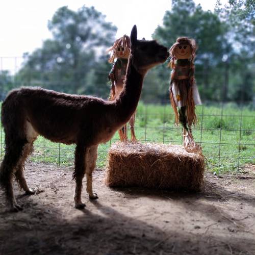 A llama stands near a hay bale, with two straw dolls in the background against a green, wooded area.